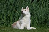 SIBERIAN HUSKY 950